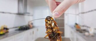 Как избавиться от тараканов в частном доме